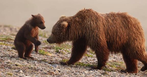 母熊带着小熊玩耍慢镜头