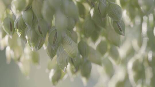 大黄米种植LOG糜子特写LOG