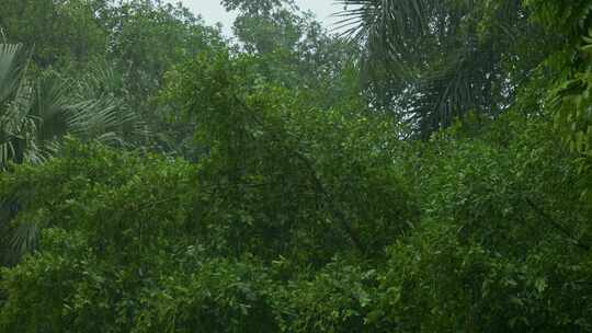 雨景下雨雨季雨水梅雨