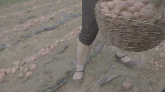 春天种植红土豆LOG视频素材