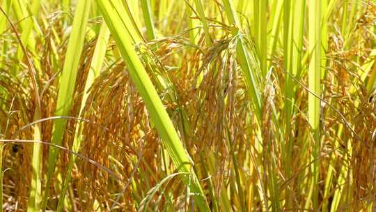 金秋季节稻田里金黄色的水稻丰收稻穗饱满视频素材模板下载