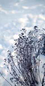在雪地里枯萎的野花