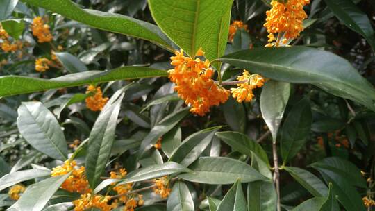 种植金桂桂花盛开