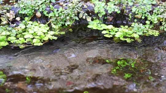 水面漂浮绿色植物特写