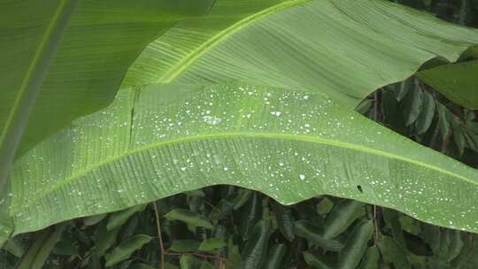 雨季里的芭蕉叶视频素材模板下载