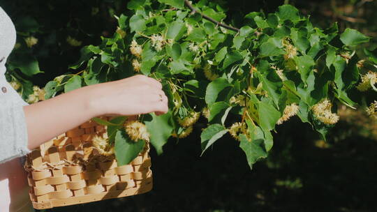 女人从药用植物的树上摘下菩提树花