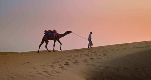 骆驼在沙漠突然不肯走