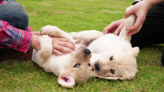 两只拉布拉多幼犬躺在草地上玩耍主人抚摸