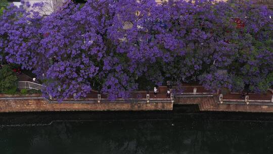 昆明滨江蓝花楹美景