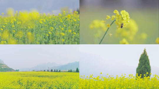 春天三月田间油菜花海