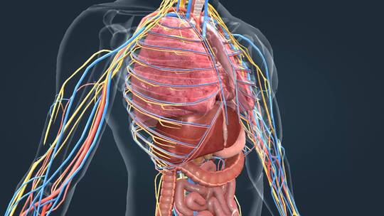 医学三维动画消化系统十二指肠3D医疗动画