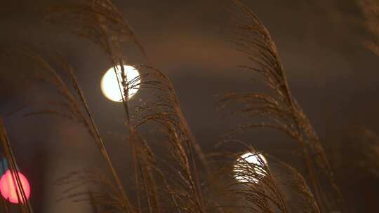 晚风飘荡的芦苇草