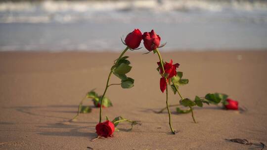 海边玫瑰花大海沙滩玫瑰