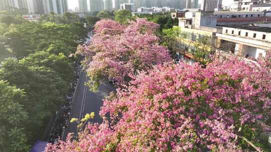 中国广东省广州市荔湾区坦尾美丽异木棉