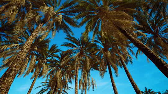 天空下的椰子树叶子