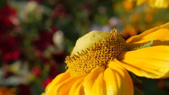 黄花的花瓣和雌蕊特写