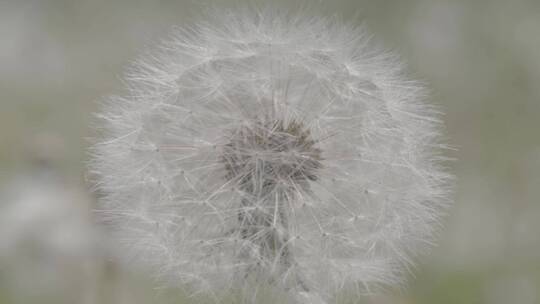 野花野草蒲公英LOG