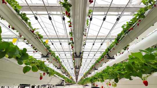 温室大棚草莓立体种植