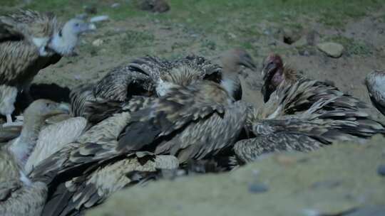 A1一群高山兀鹫抢食、野生动物