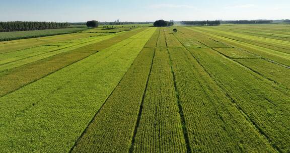 东北嫩江平原即将成熟的水稻田4K航拍