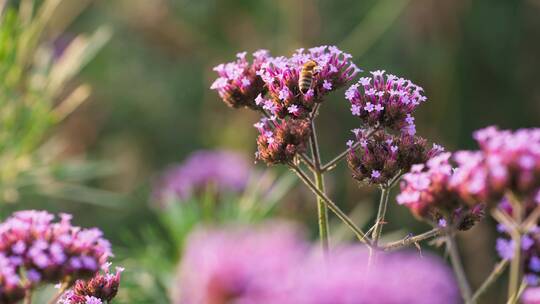慢镜头拍摄马鞭草上采蜜的蜜蜂