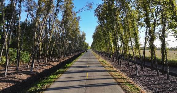 两边是白桦树的乡村道路航拍