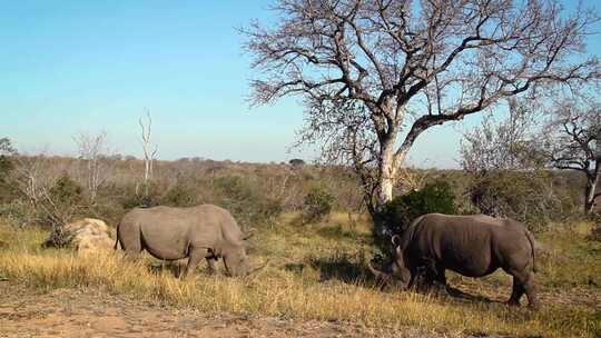 南非克鲁格国家公园的南方白犀牛视频素材模板下载