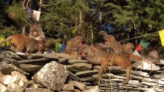 猕猴群在西藏经幡中玩闹