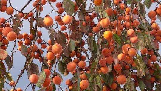 秋天秋季成熟柿子果实4k实拍