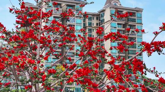 小区旁盛开的木棉花