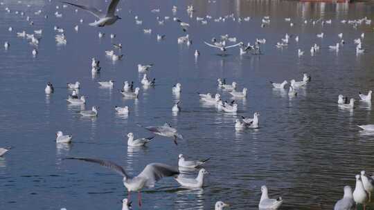 冬天云南昆明旅游海埂公园滇池飞翔的海鸥