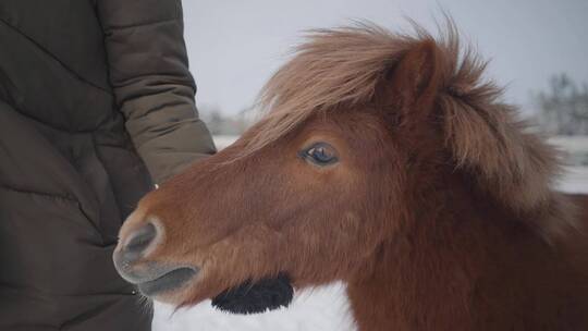 女子在雪地里抚摸小马