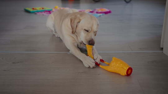 可爱的拉布拉多小狗正在咬和破坏她的玩具。