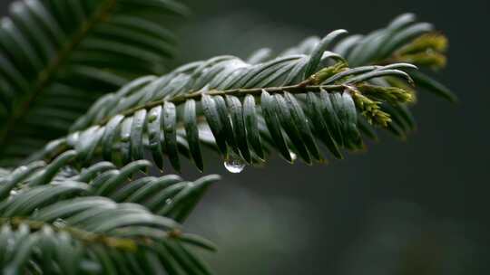 绿色植物特写镜头