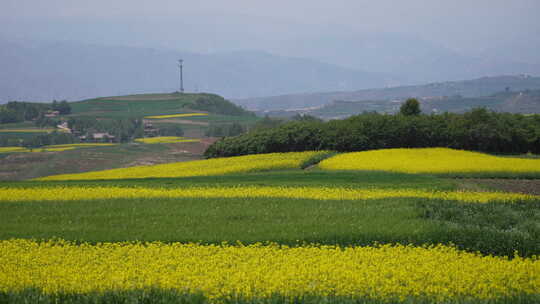 油菜花 油菜花海 乡村振兴 田野