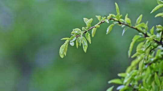 夏季下雨天山林植物树叶水珠特写