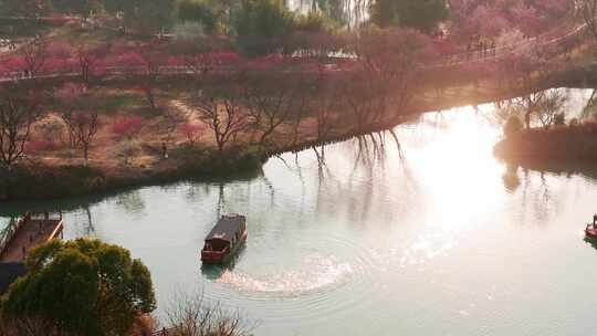 航拍杭州西溪湿地梅花风景