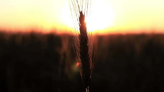 特写金黄色太阳逆光中一支成熟的麦穗