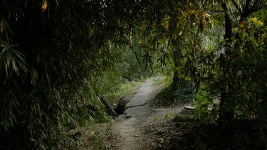 乡间小路空境竹林