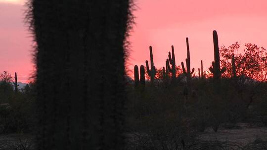 红色沙漠日落与仙人掌田野景观