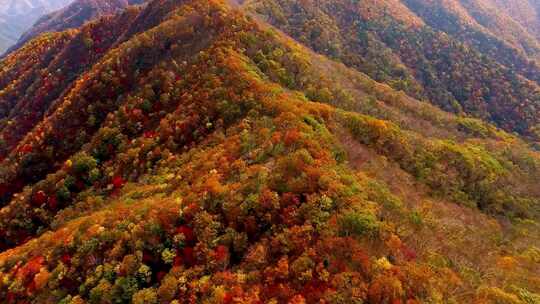 航拍秋天山林红叶 满山红叶