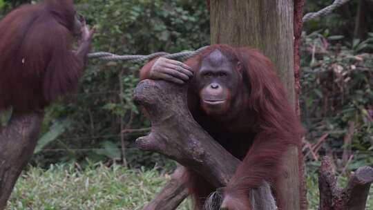 红毛猩猩视频素材模板下载
