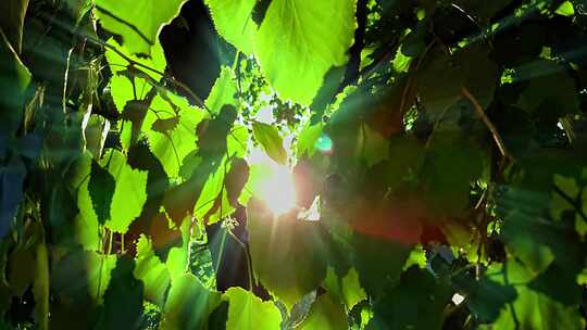 春天阳光照射透过树叶视频素材模板下载