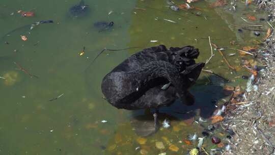用绿水CROP锁定了黑天鹅在池塘中清洁羽毛的视图视频素材模板下载
