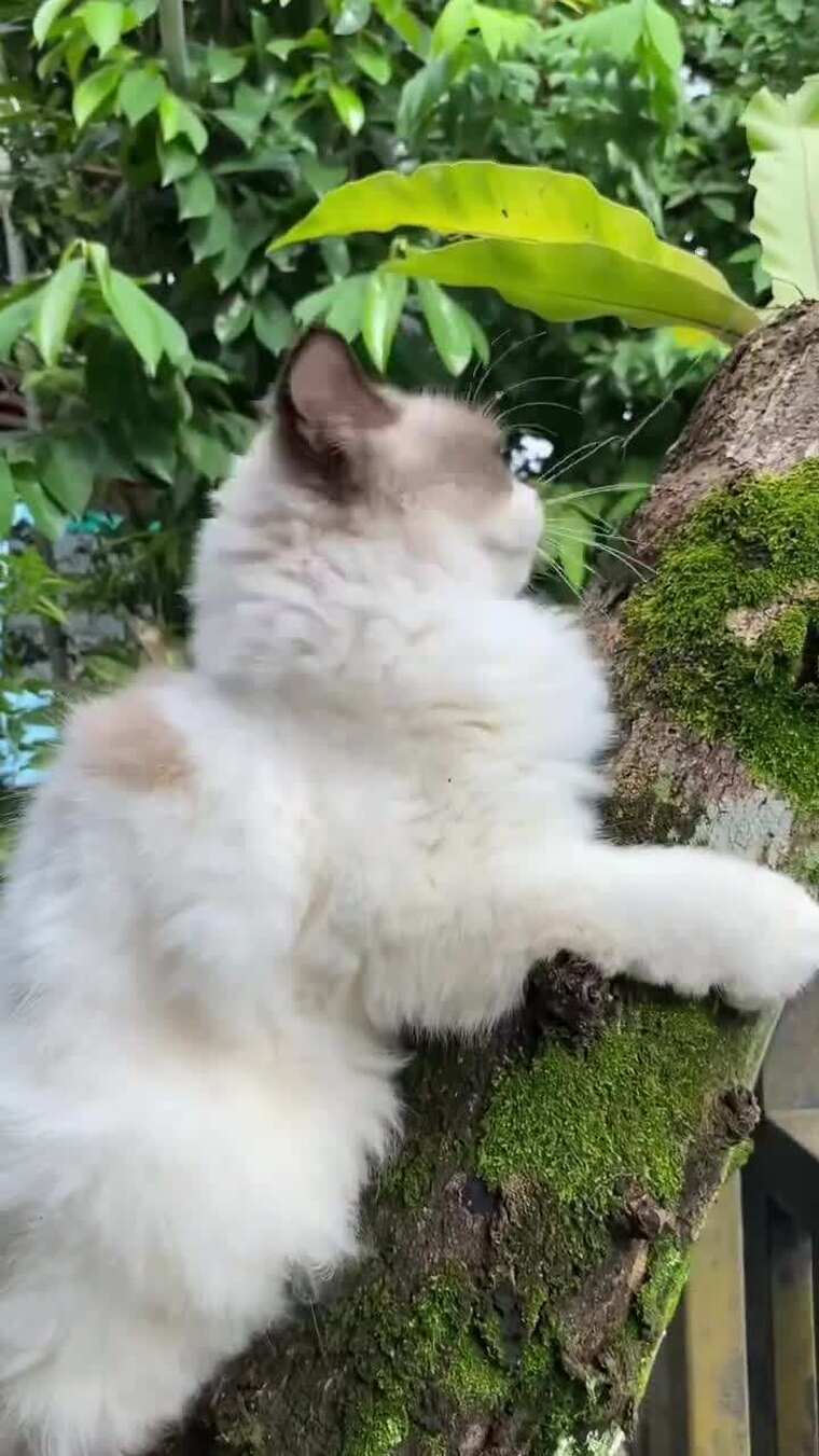 毛茸茸的猫咪在长有青苔的树上攀爬