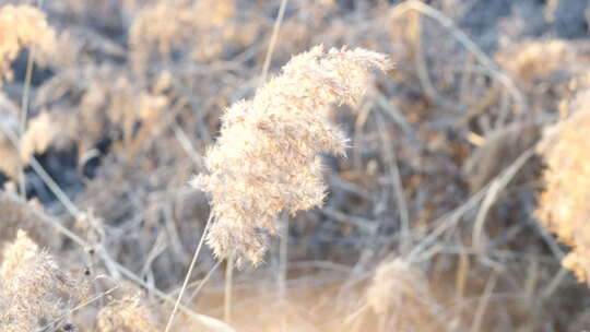 芦苇 禾本科 花 干芦苇 被子植物湿地边