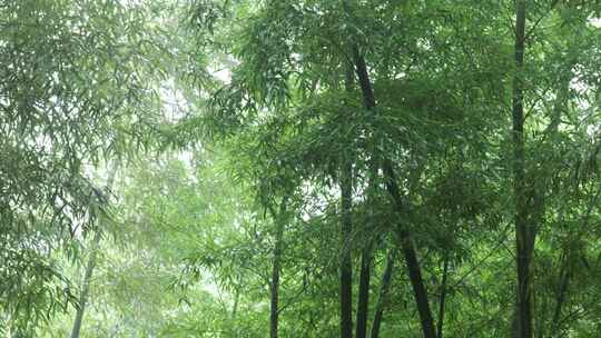 竹林竹叶禅意下雨天唯美空镜