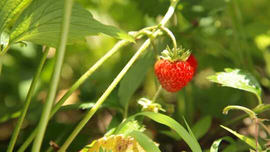 草莓 大草莓 丹东草莓 牛奶草莓