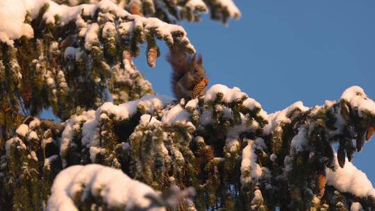 松鼠冬季大雪松树上摘松果觅食过冬视频素材模板下载
