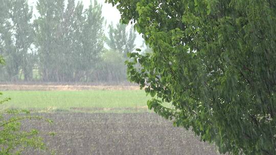 大雨中的沼泽地视频素材模板下载